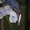 雨上がりの朝に。