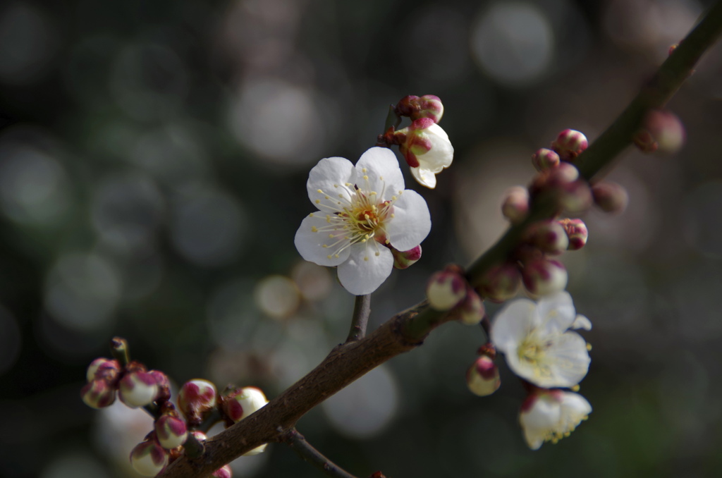 梅花一枝