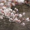 サクラ咲く
