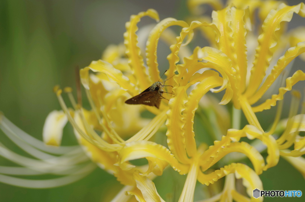 黄色い彼岸花とセセリチョウ