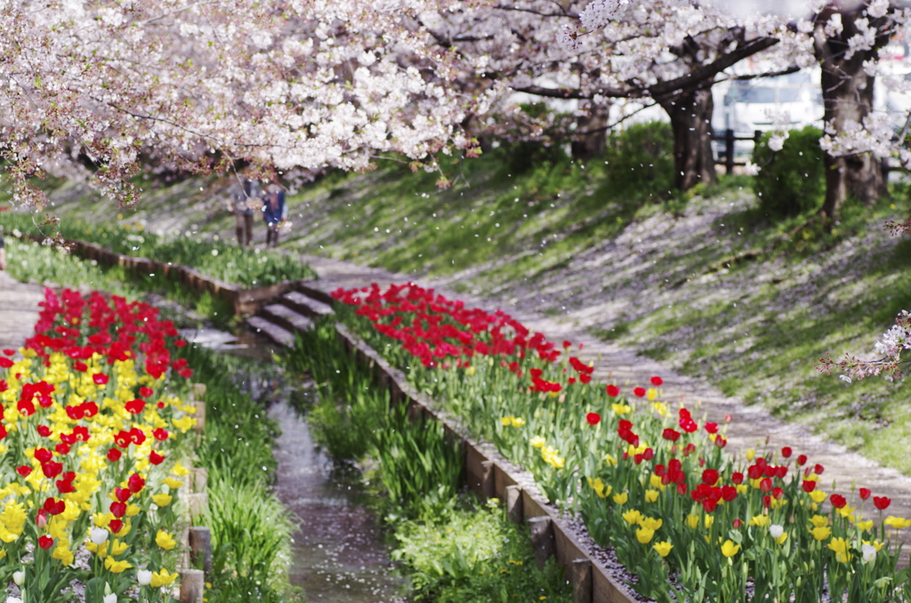 サクラの花びら散るたびに～～♪