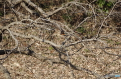 新年ぶらり散歩～今日も居てくれたカワセミ