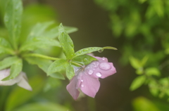 雨模様