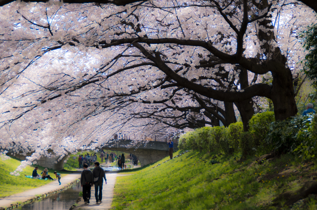 桜に誘われて・・・