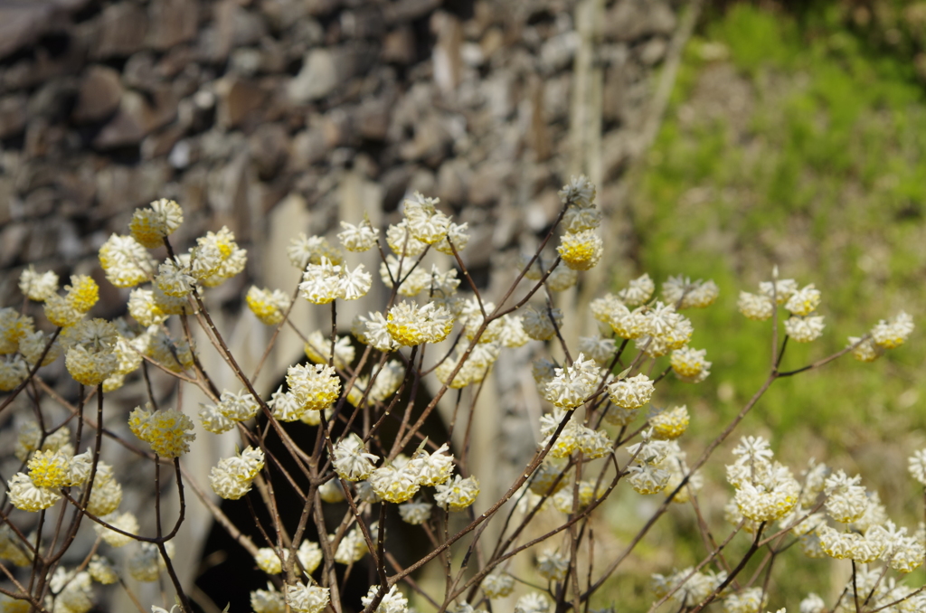 ミツマタ花盛り