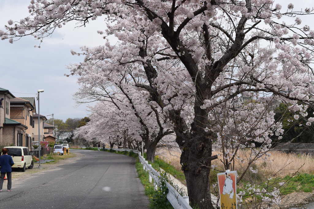 自宅近くの満開の桜並木(1)