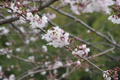 内津川の桜(4)