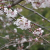 内津川の桜(4)