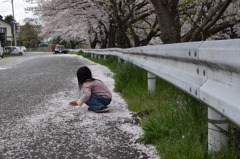 まるで桜色の雪のよう