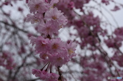 自宅近くの満開の桜並木(10)