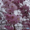 自宅近くの満開の桜並木(10)