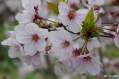 自宅近くの満開の桜並木(8)