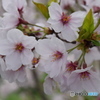 自宅近くの満開の桜並木(8)