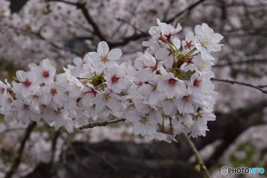 自宅近くの満開の桜並木(5)