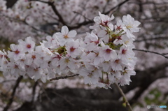 自宅近くの満開の桜並木(5)