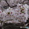 自宅近くの満開の桜並木(5)