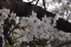 自宅近くの満開の桜並木(2)