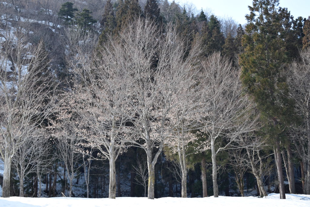 白川郷の春(9)