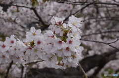 自宅近くの満開の桜並木(6)