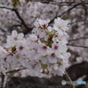 自宅近くの満開の桜並木(6)