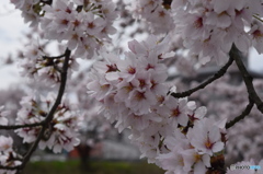 自宅近くの満開の桜並木(4)