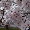 自宅近くの満開の桜並木(4)