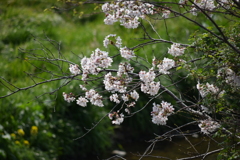 内津川の桜(5)
