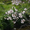 内津川の桜(5)
