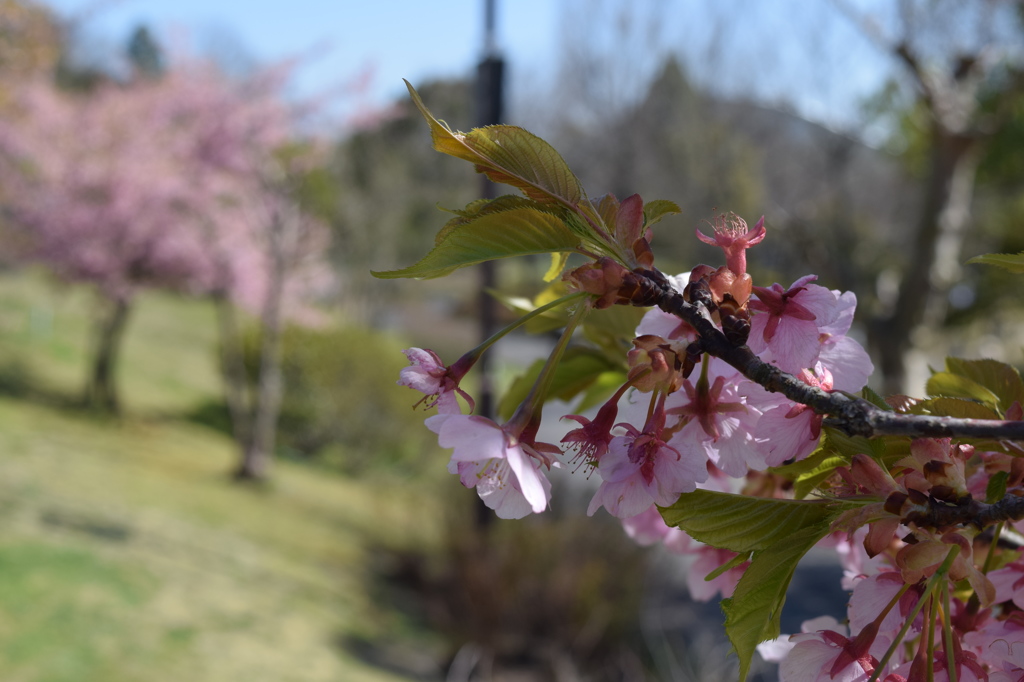 桜
