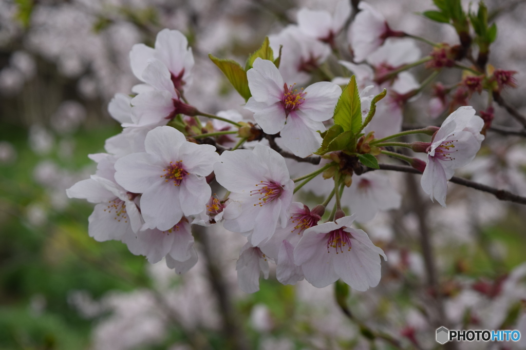 自宅近くの満開の桜並木(9)