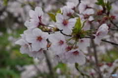 自宅近くの満開の桜並木(9)