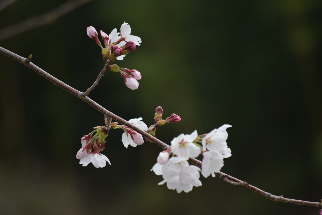 内津川の桜(3)