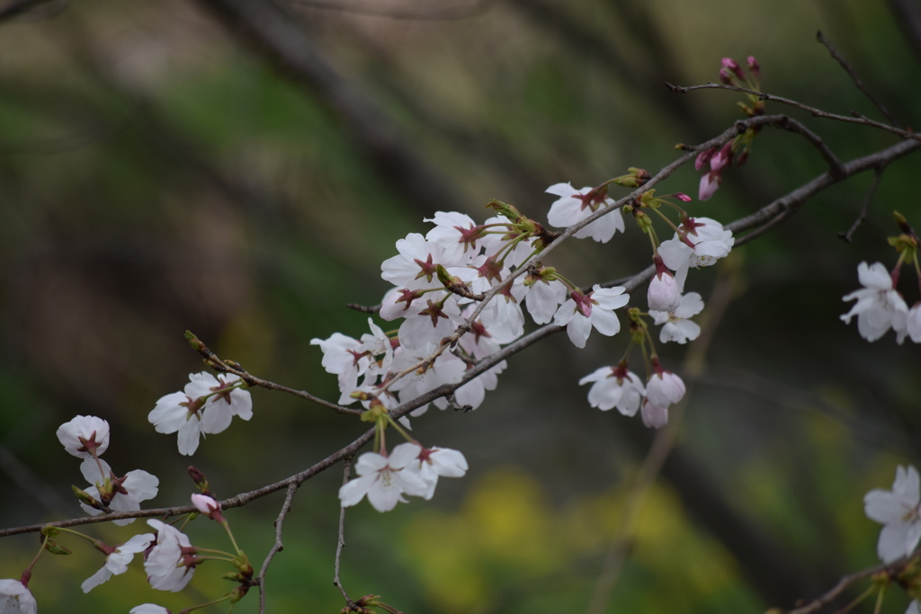 内津川の桜(2)