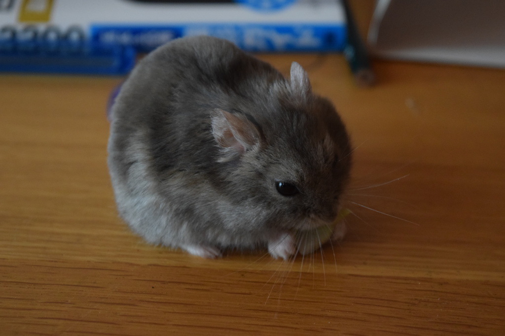 キャベツ食べてます。