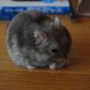 キャベツ食べてます。