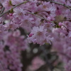 枝垂れ桜(2)