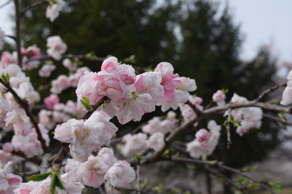 桜