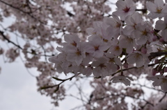 自宅近くの満開の桜並木(3)
