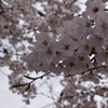 自宅近くの満開の桜並木(3)