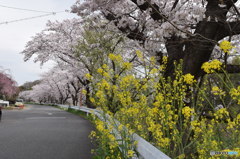 自宅近くの満開の桜並木(7)