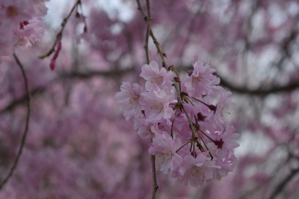 枝垂れ桜(1)