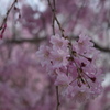 枝垂れ桜(1)