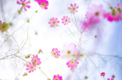 空に咲く花