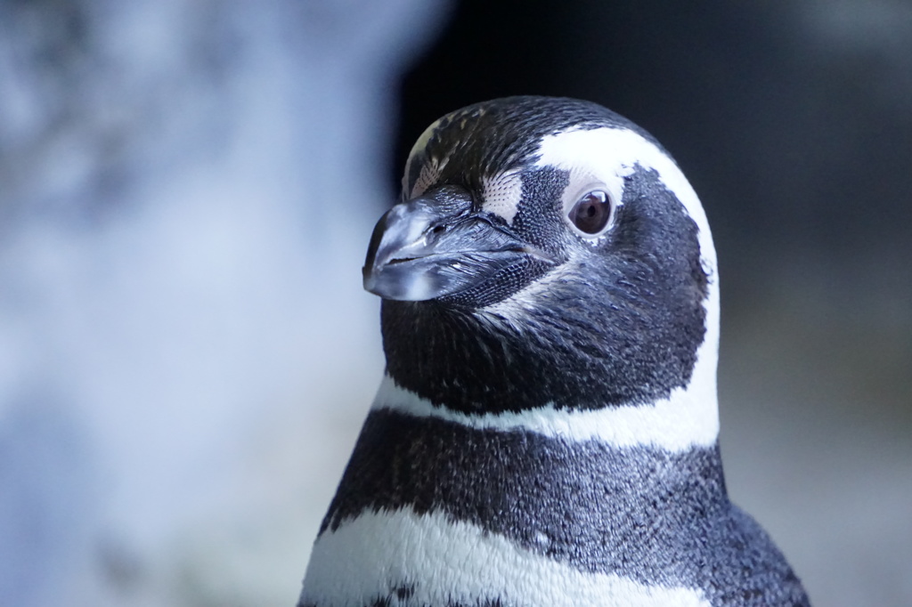 ペンギン
