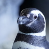 ペンギン