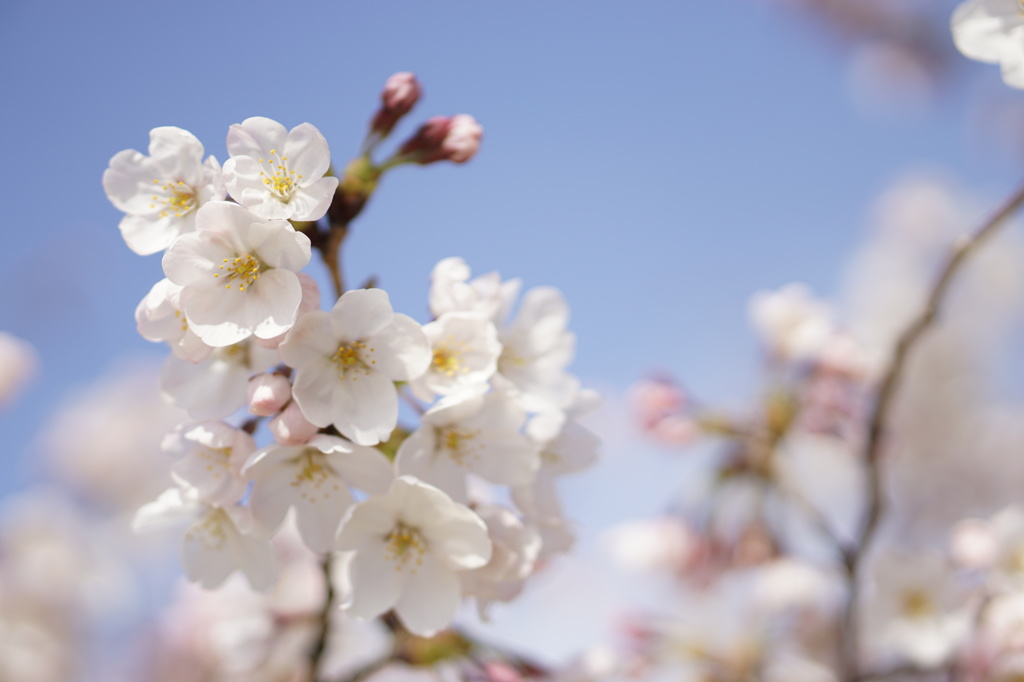 快晴の桜