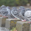 雨と鳩