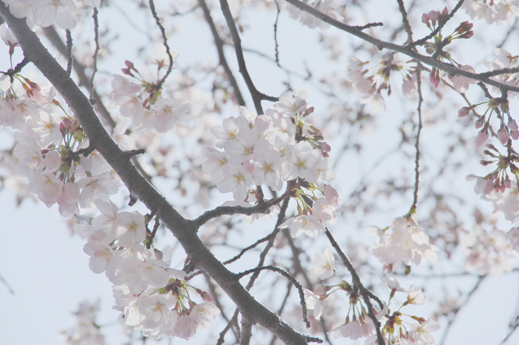 陽だまりの桜