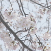 陽だまりの桜