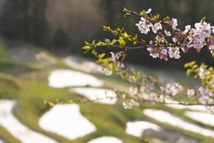 棚田と桜